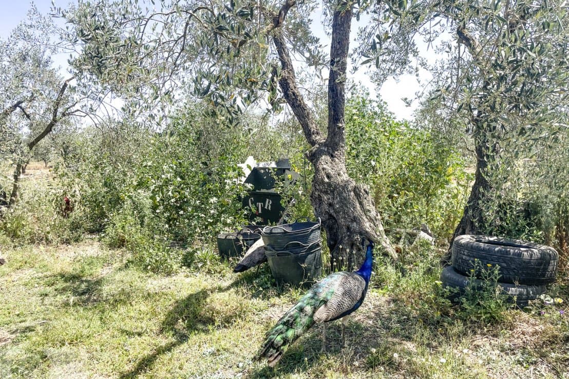 4 chambre Finca/Maison de Campagne à vendre à Almonte avec piscine - 390 000 € (Ref: 7590860)