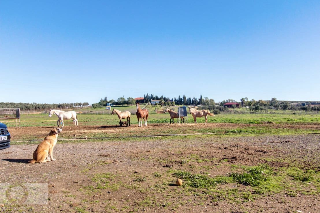 Finca/Herregård til salgs i Trigueros - € 250 000 (Ref: 8188549)