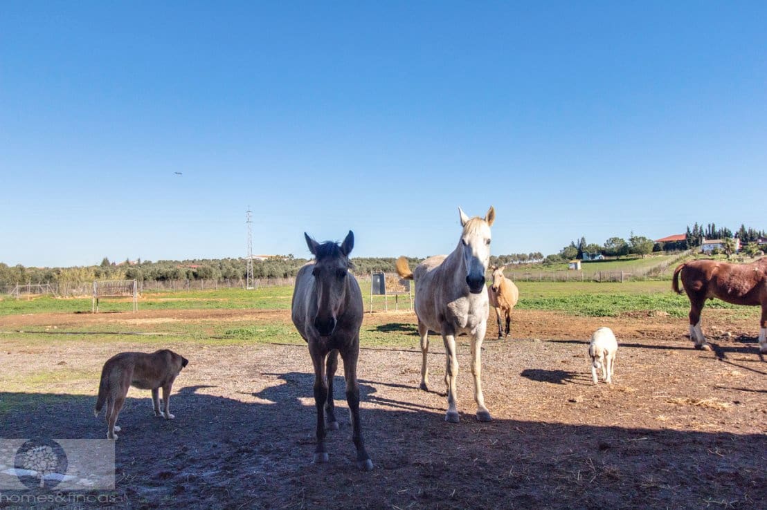 Finca/Herregård til salgs i Trigueros - € 250 000 (Ref: 8188549)