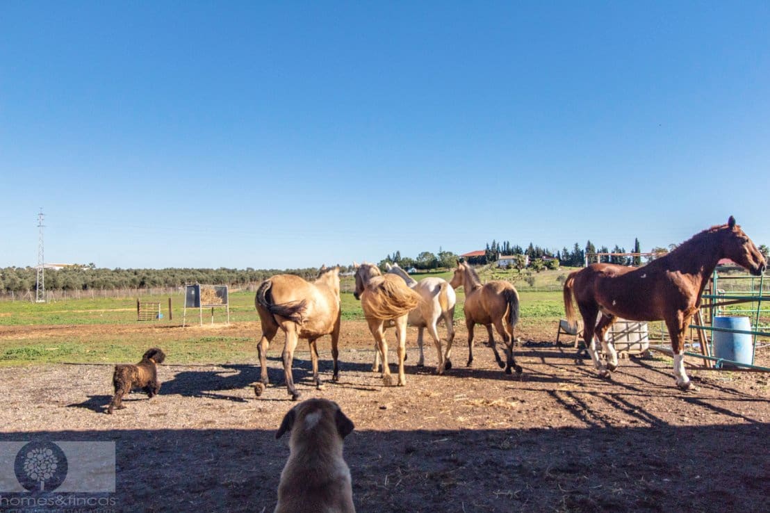 Finca/Herregård til salgs i Trigueros - € 250 000 (Ref: 8188549)