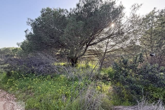 Terreno/Finca Rústica en Villablanca en venta - 55.000 € (Ref: 9631794)