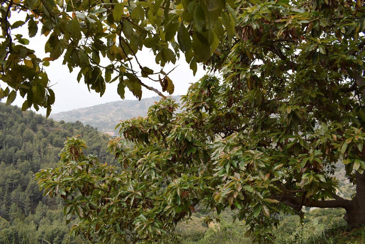 Finca/Country House for sale in Jete - € 69,000 (Ref: 6943872)