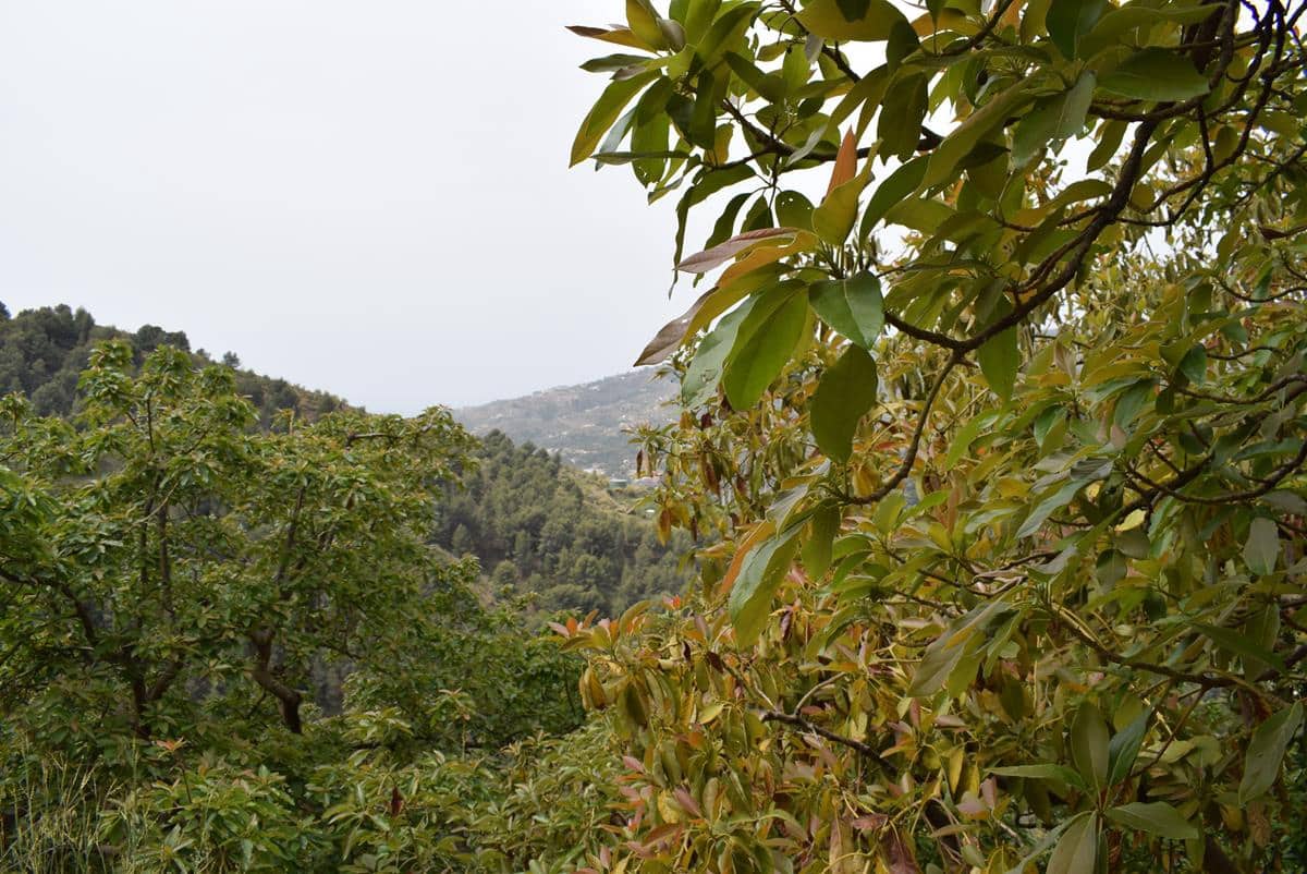 Finca/Country House for sale in Jete - € 69,000 (Ref: 6943872)