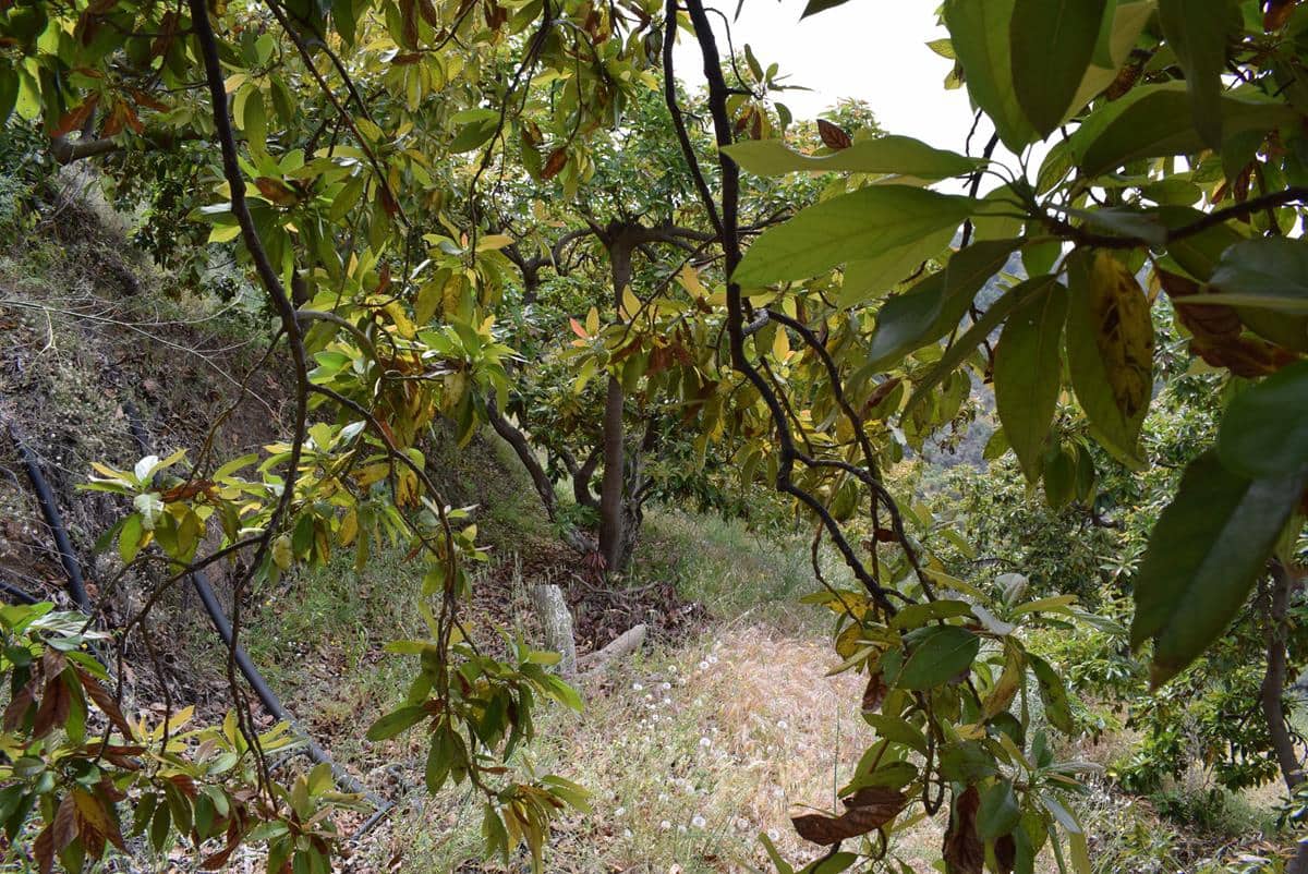 Finca/Country House for sale in Jete - € 69,000 (Ref: 6943872)