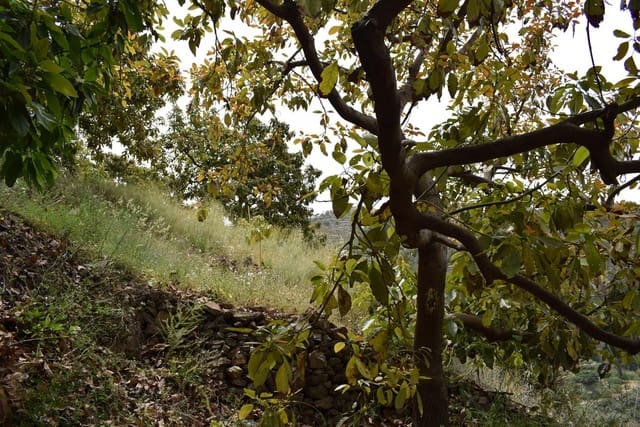 Finca/Hus på landet till salu i Jete - 69 000 € (Ref: 6943872)