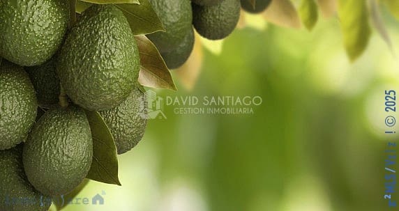 Finka/Dom wiejski na sprzedaż w Trapiche - 225 000 € (Ref: 8848547)