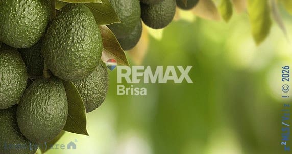 Finca/Hus på landet till salu i Trapiche - 225 000 € (Ref: 8848547)