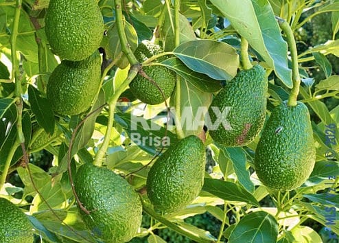 Finca/Hus på landet till salu i Trapiche, Vélez-Málaga - 225 000 € (Ref: 8848547)