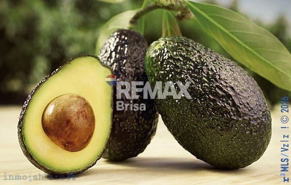 Finca/Hus på landet till salu i Trapiche, Vélez-Málaga - 225 000 € (Ref: 8848547)