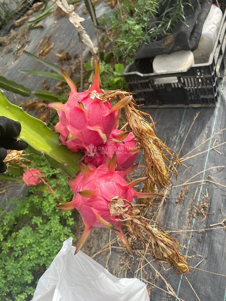 4 sovrum Finca/Hus på landet till salu i Almayate med pool garage - 470 000 € (Ref: 9360996)