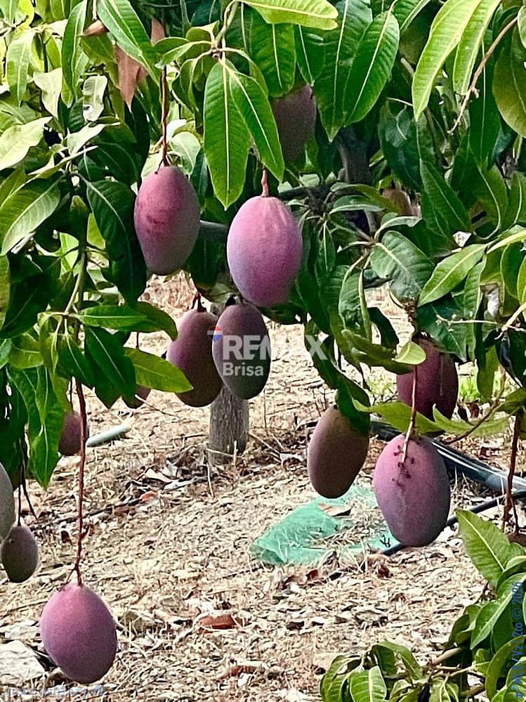 2 Zimmer Haus zu verkaufen in Velez-Malaga mit Pool - 420.000 € (Ref: 9559154)