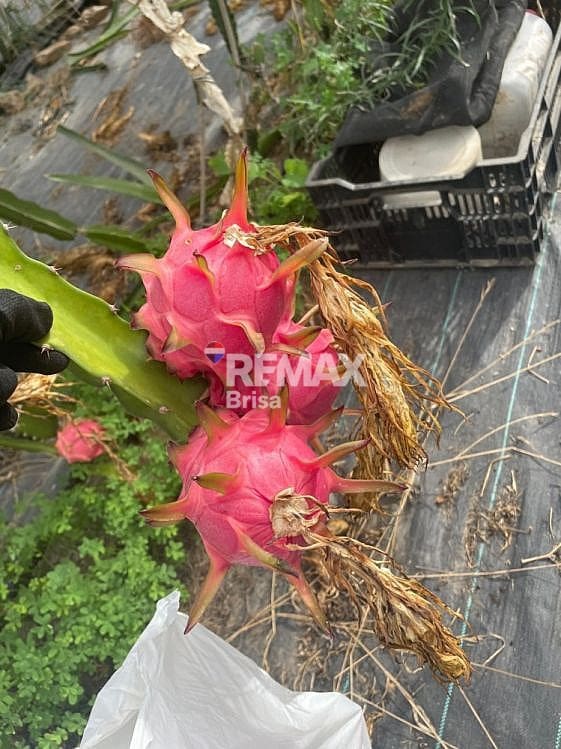 4 sypialnia Willa na sprzedaż w Almayate z basenem - 470 000 € (Ref: 9568469)