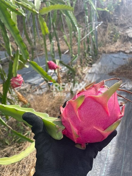 4 soverom Finca/Herregård til salgs i Almayate med svømmebasseng - € 460 000 (Ref: 9585093)