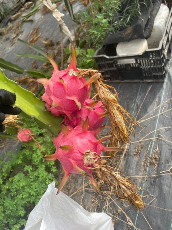 4 soverom Finca/Herregård til salgs i Almayate med svømmebasseng - € 460 000 (Ref: 9605344)