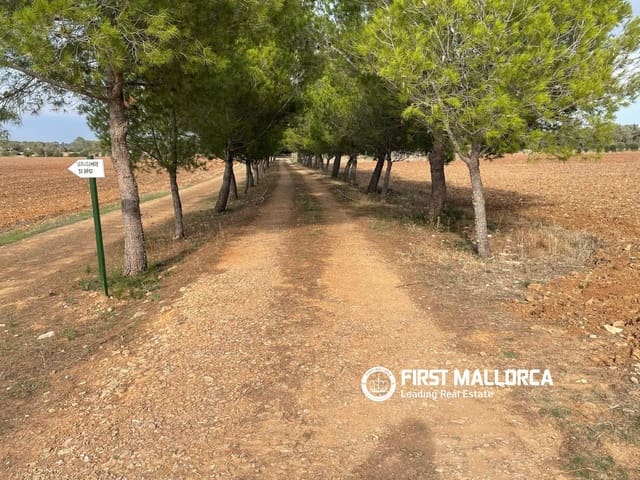 Terreno para Construção para venda em Sencelles - 250 000 € (Ref: 10135203)