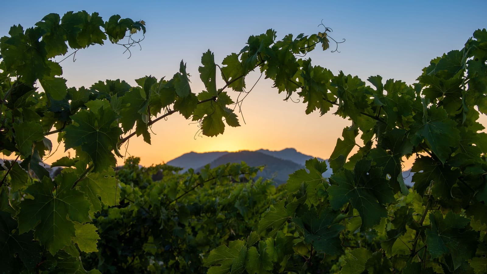 4 soverom Finca/Herregård til salgs i Alcudia med svømmebasseng garasje - € 4 200 000 (Ref: 6457049)