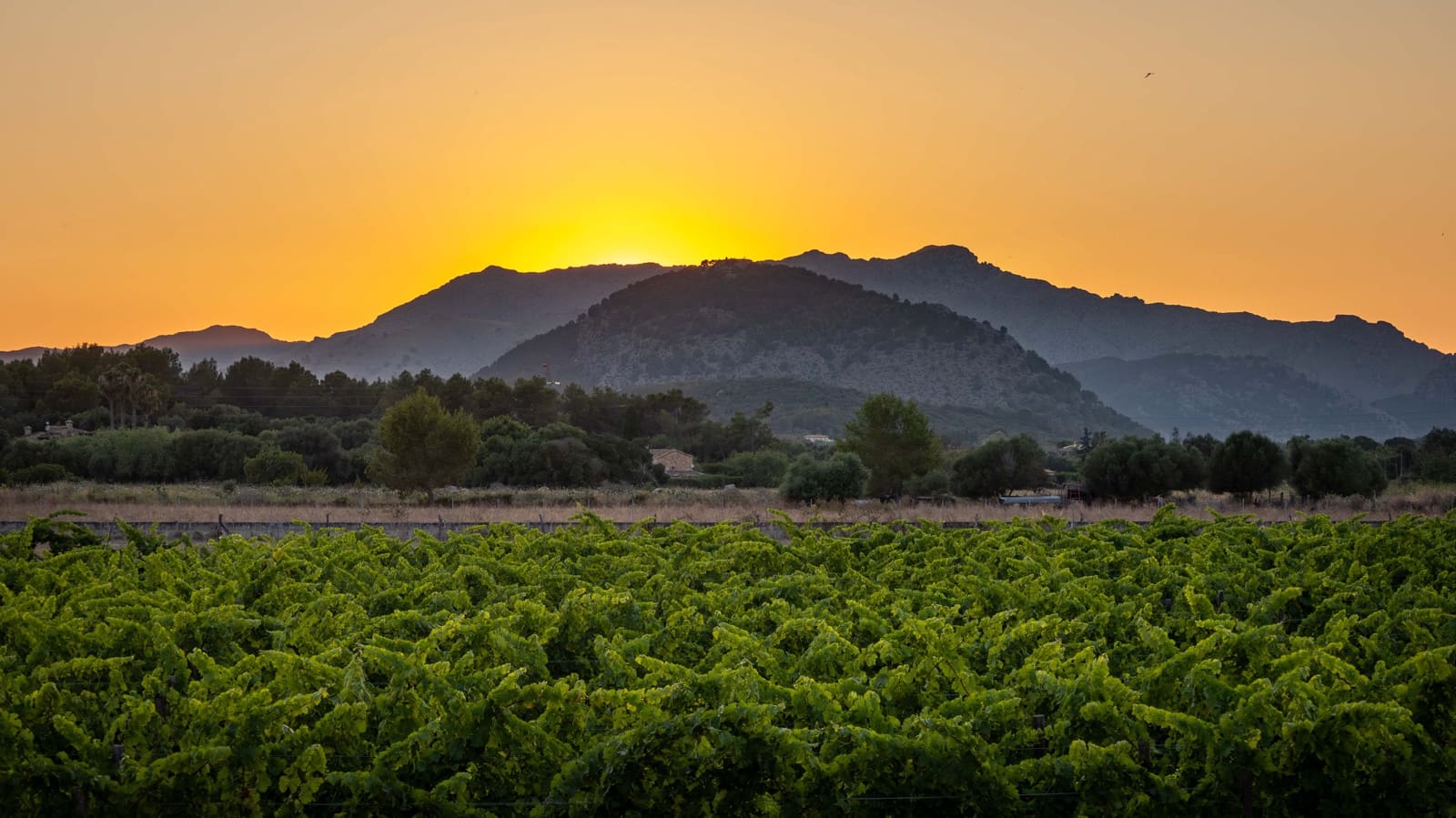 4 soverom Finca/Herregård til salgs i Alcudia med svømmebasseng garasje - € 4 200 000 (Ref: 6457049)