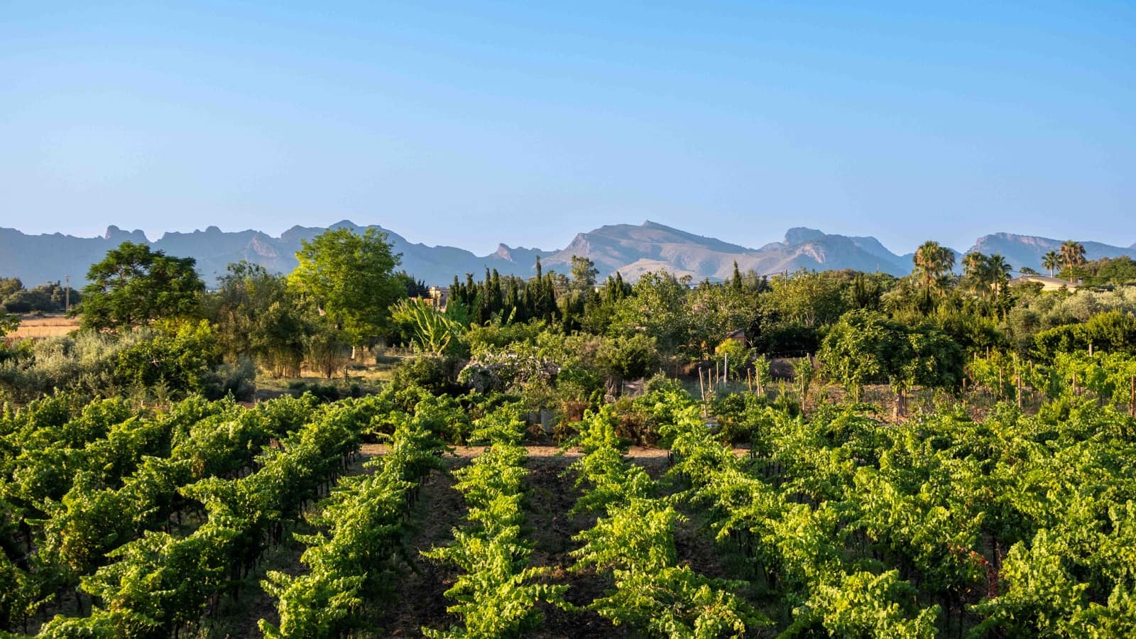 4 soverom Finca/Herregård til salgs i Alcudia med svømmebasseng garasje - € 4 200 000 (Ref: 6457049)