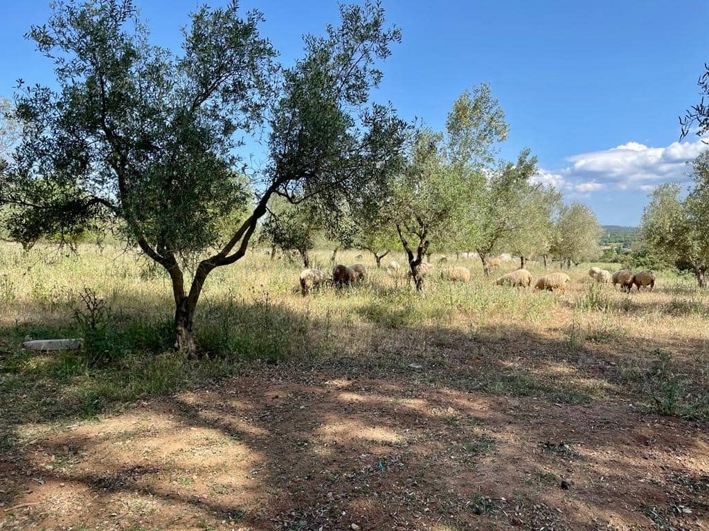 4 soveværelse Finca/Landehus til salg i Llubi med swimmingpool garage - € 2.200.000 (Ref: 6850832)