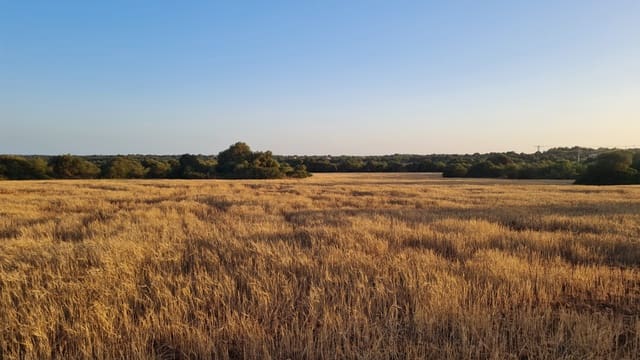 Bouwgrond te koop in Santanyí - € 750.000 (Ref: 6946338)