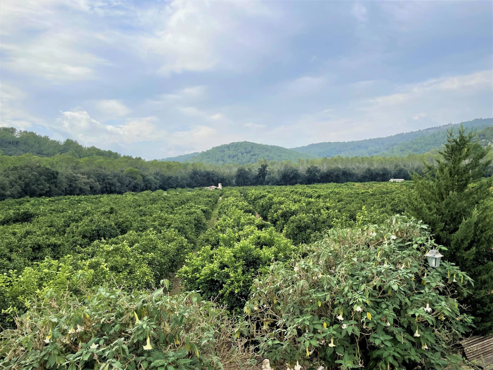 4 soveværelse Finca/Landehus til salg i Sa Pobla med swimmingpool garage - € 1.300.000 (Ref: 7225795)