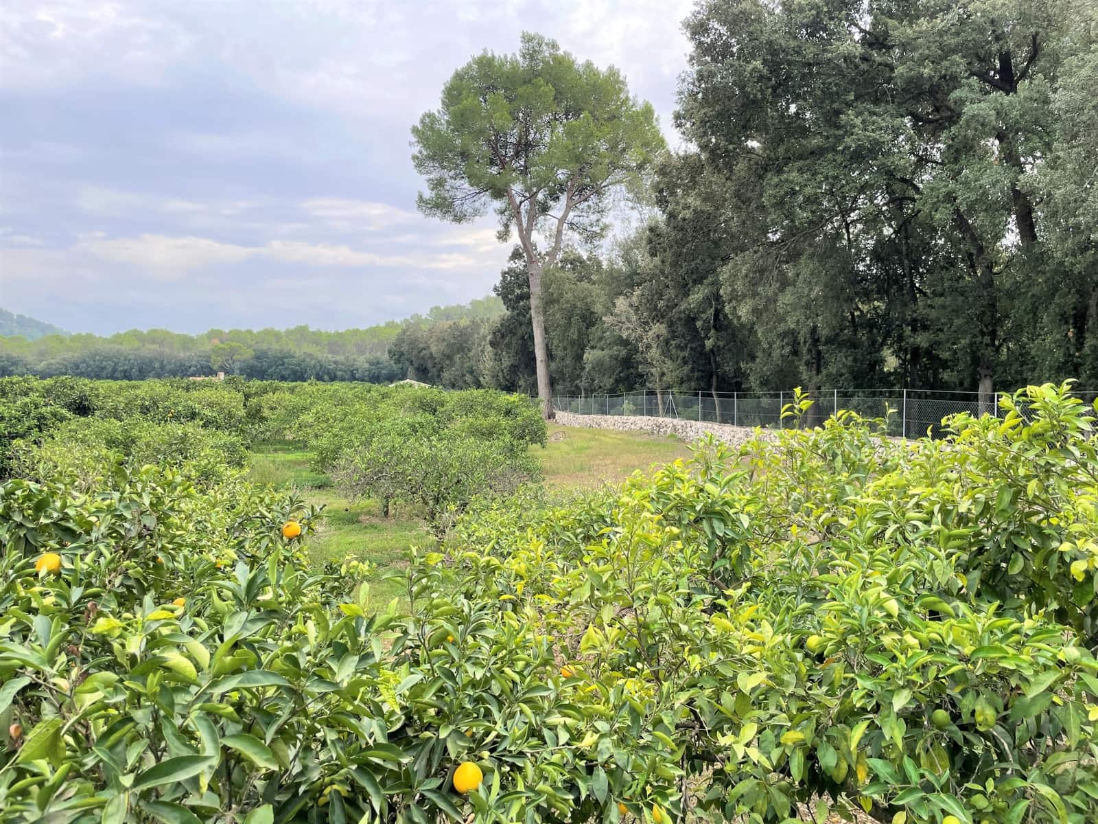 4 soveværelse Finca/Landehus til salg i Sa Pobla med swimmingpool garage - € 1.300.000 (Ref: 7225795)