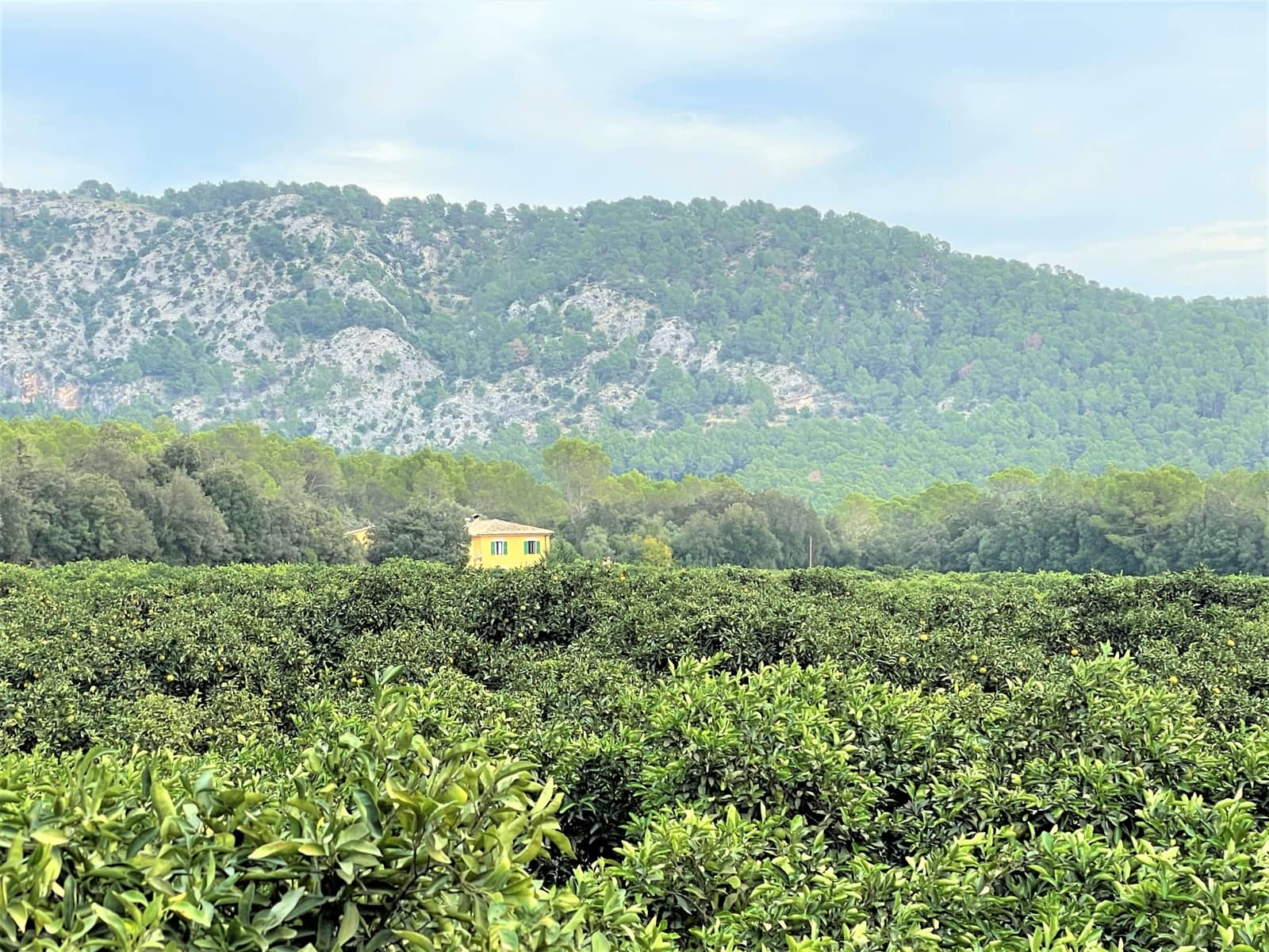 4 soveværelse Finca/Landehus til salg i Sa Pobla med swimmingpool garage - € 1.300.000 (Ref: 7225795)