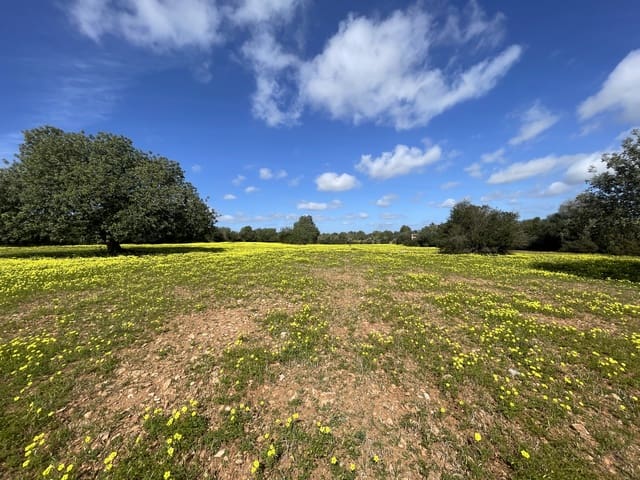 Building Plot for sale in Manacor - € 280,000 (Ref: 7472022)