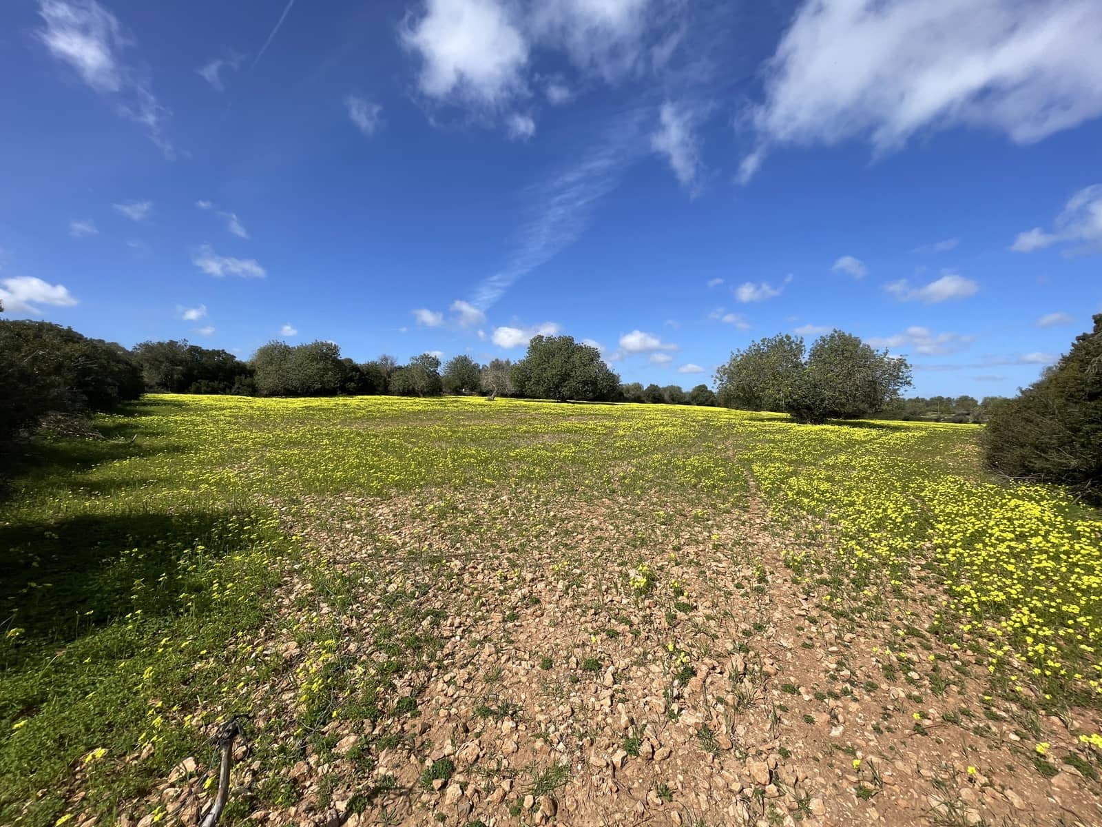 Byggetomt til salgs i Manacor - € 280 000 (Ref: 7472022)