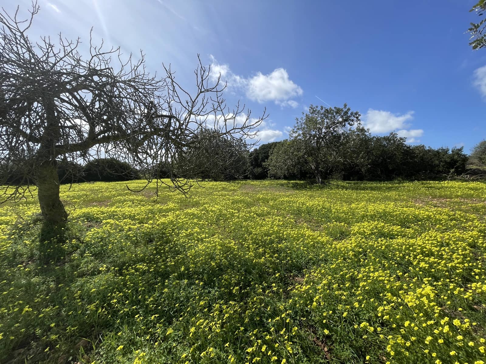 Byggetomt til salgs i Manacor - € 280 000 (Ref: 7472022)