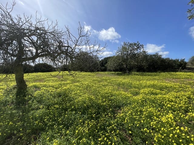 Building Plot for sale in Manacor - € 280,000 (Ref: 7472022)