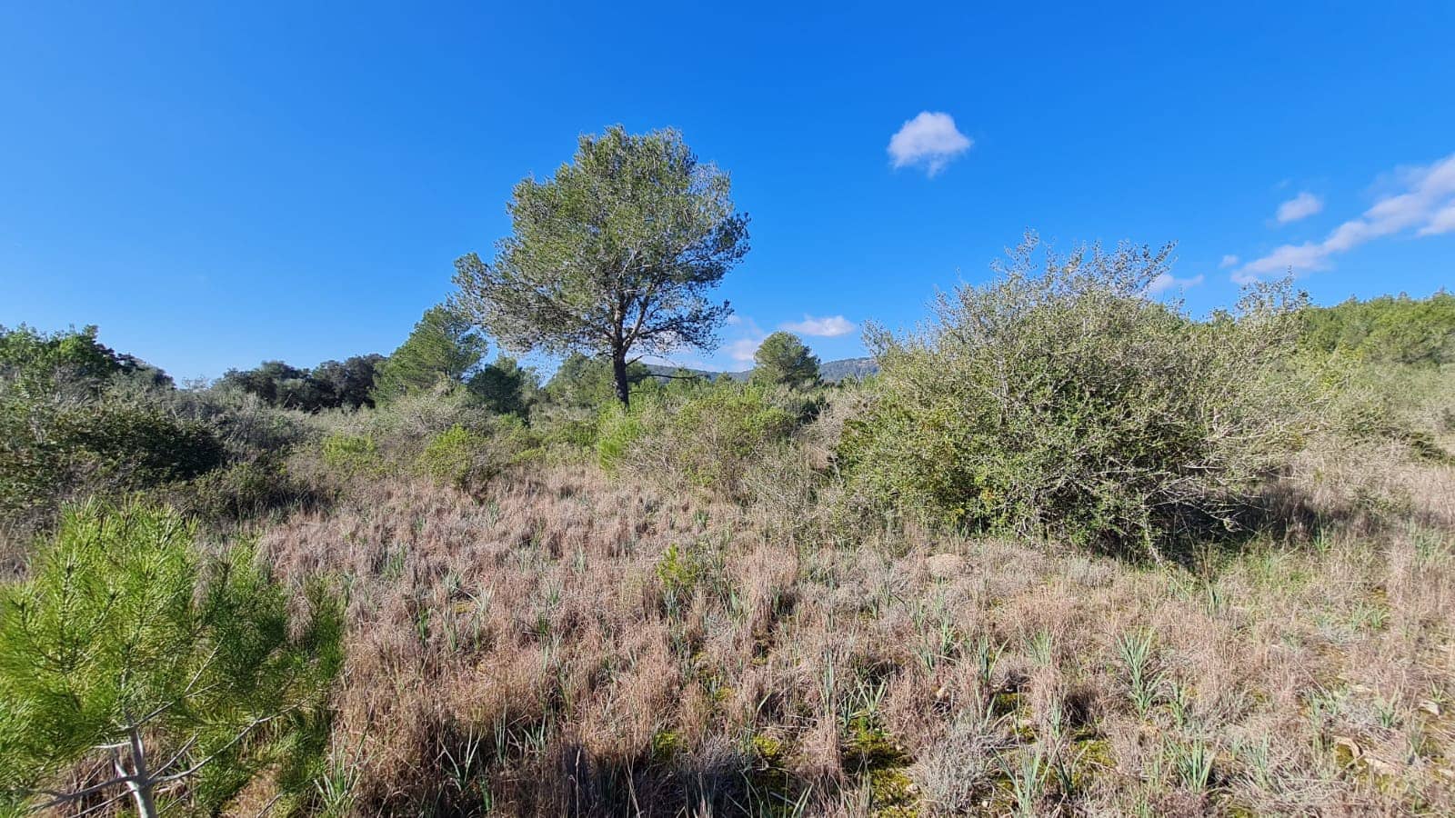 Byggegrund til salg i Sa Pobla - € 795.000 (Ref: 7694459)