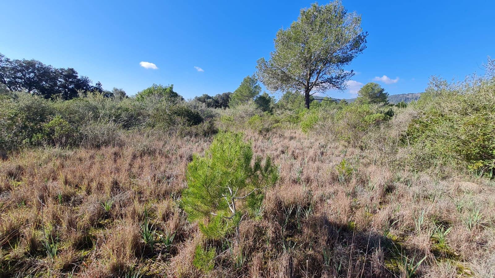 Byggegrund til salg i Sa Pobla - € 795.000 (Ref: 7694459)