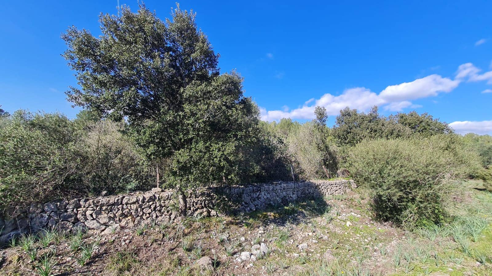 Byggegrund til salg i Sa Pobla - € 795.000 (Ref: 7694459)