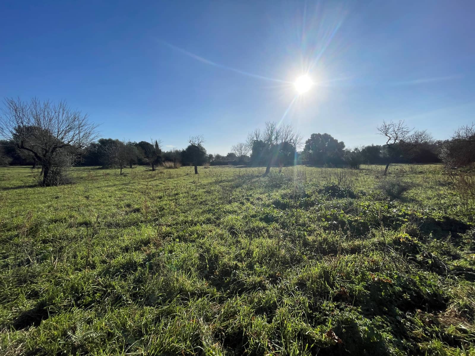 Bouwgrond te koop in Campanet - € 500.000 (Ref: 8049528)