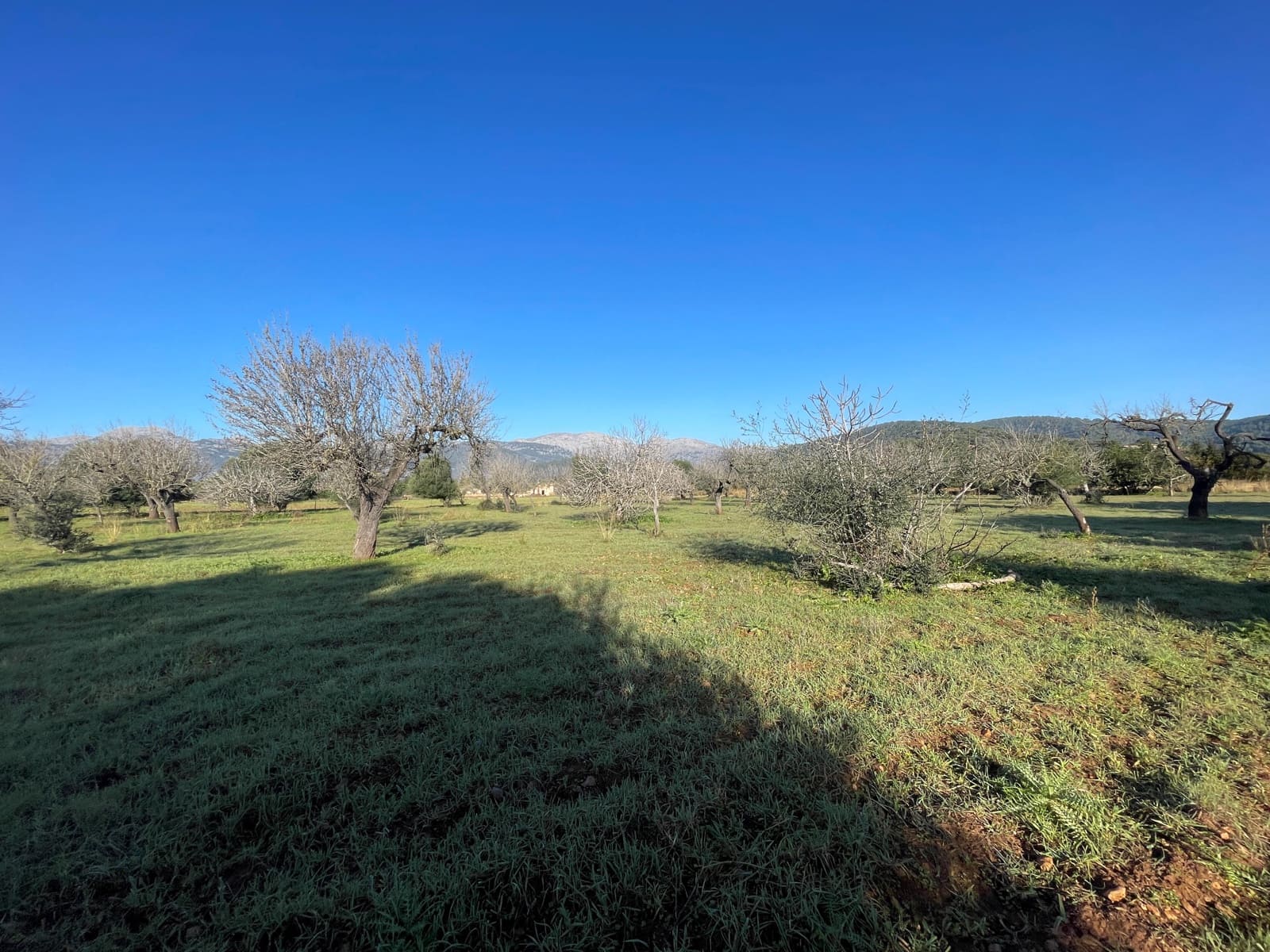 Bouwgrond te koop in Campanet - € 500.000 (Ref: 8049528)