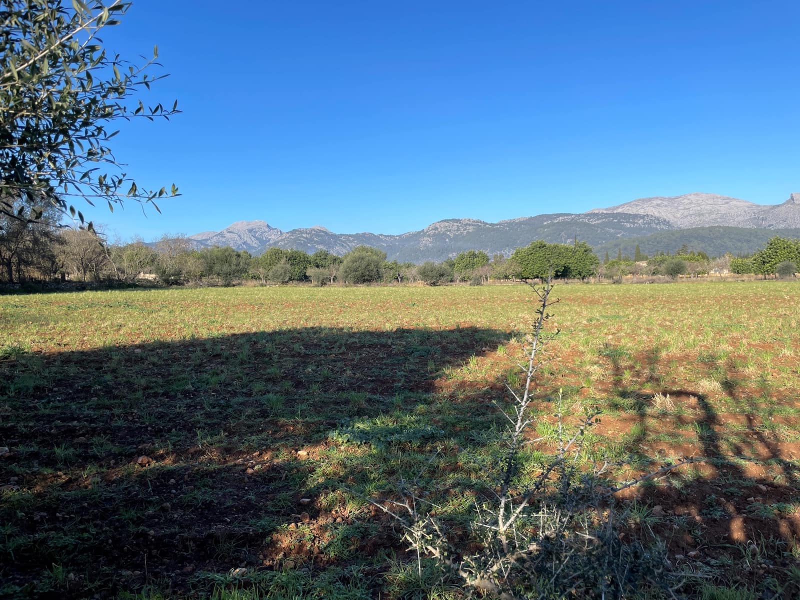 Bouwgrond te koop in Campanet - € 500.000 (Ref: 8049528)