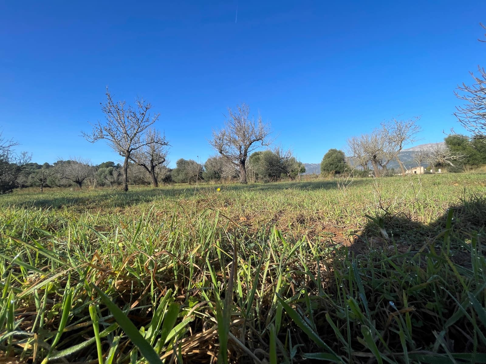 Bouwgrond te koop in Campanet - € 500.000 (Ref: 8049528)