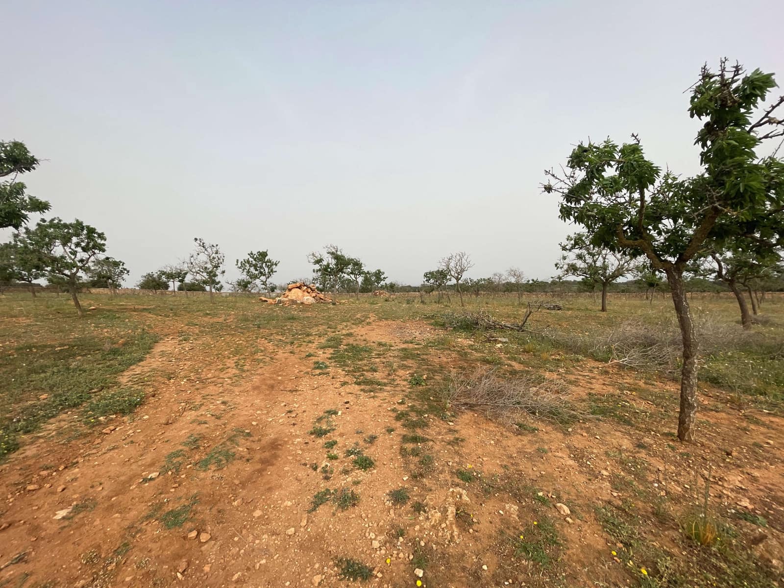 Building Plot for sale in Santa Margalida - € 1,350,000 (Ref: 8239659)