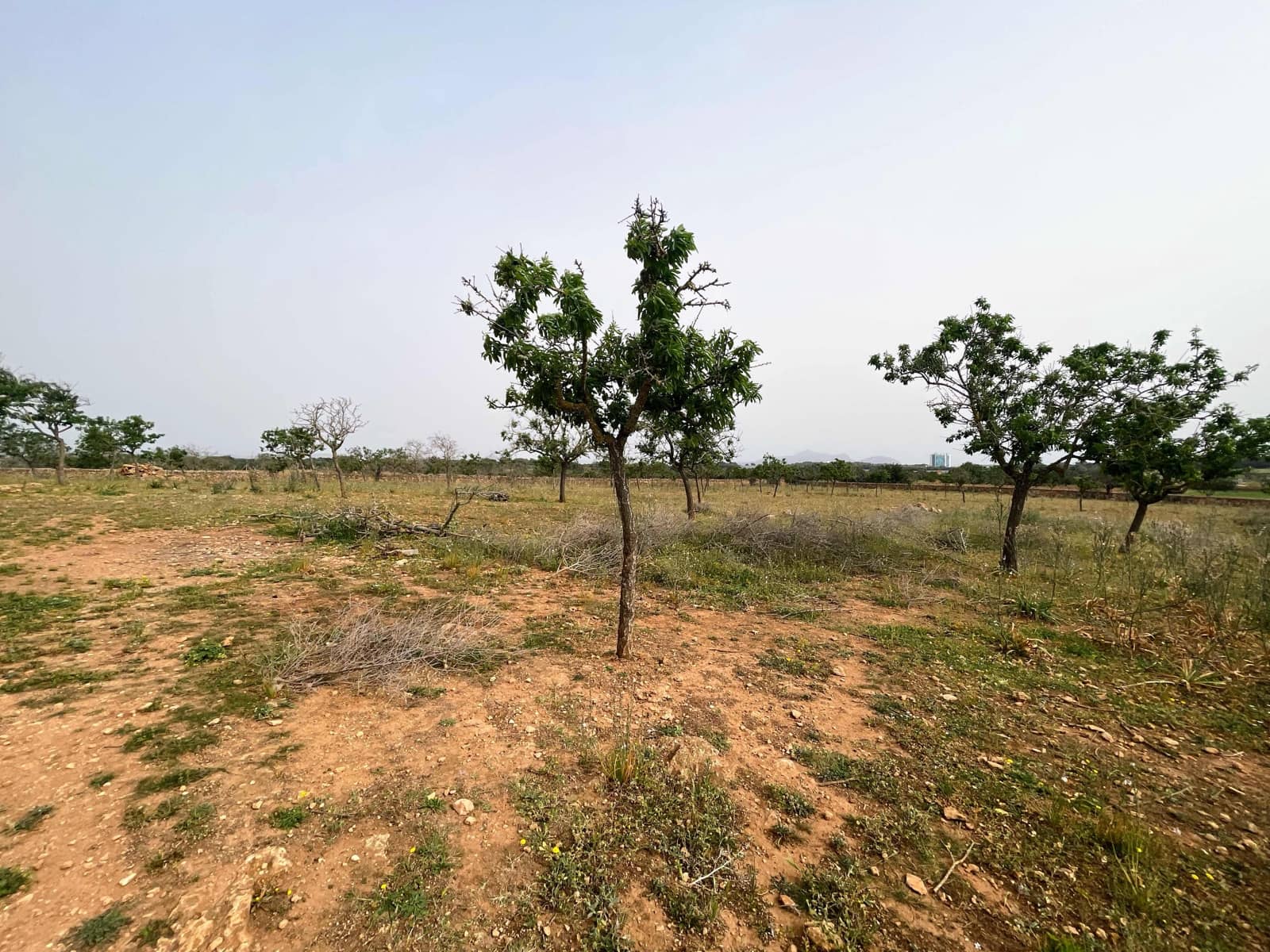 Building Plot for sale in Santa Margalida - € 1,350,000 (Ref: 8239659)