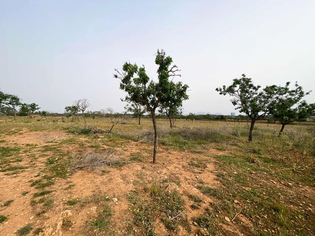 Building Plot for sale in Santa Margalida - € 1,350,000 (Ref: 8239659)