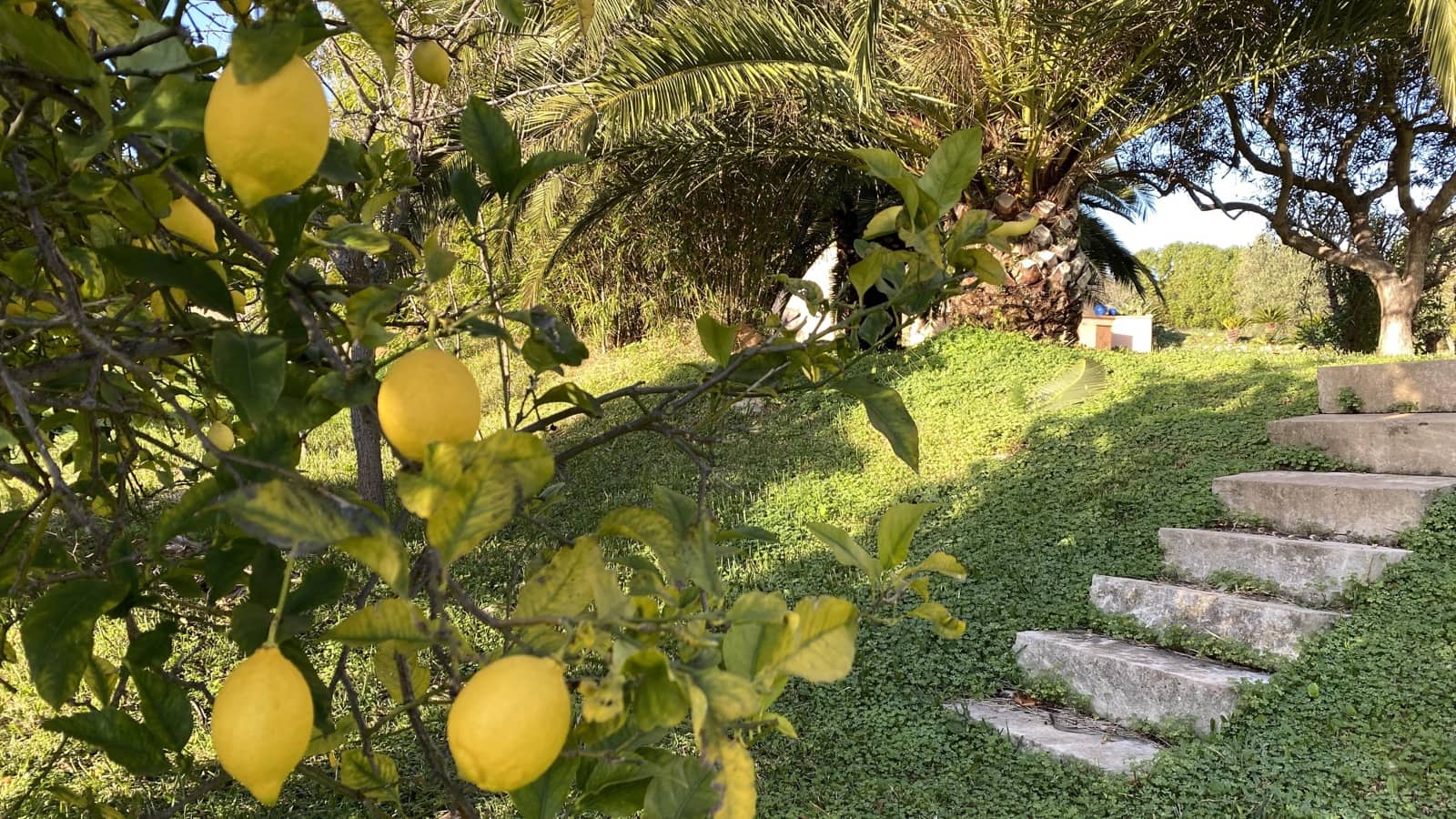 3 Zimmer Finca/Landgut zu verkaufen in Establiments mit Pool Garage - 1.450.000 € (Ref: 8239663)