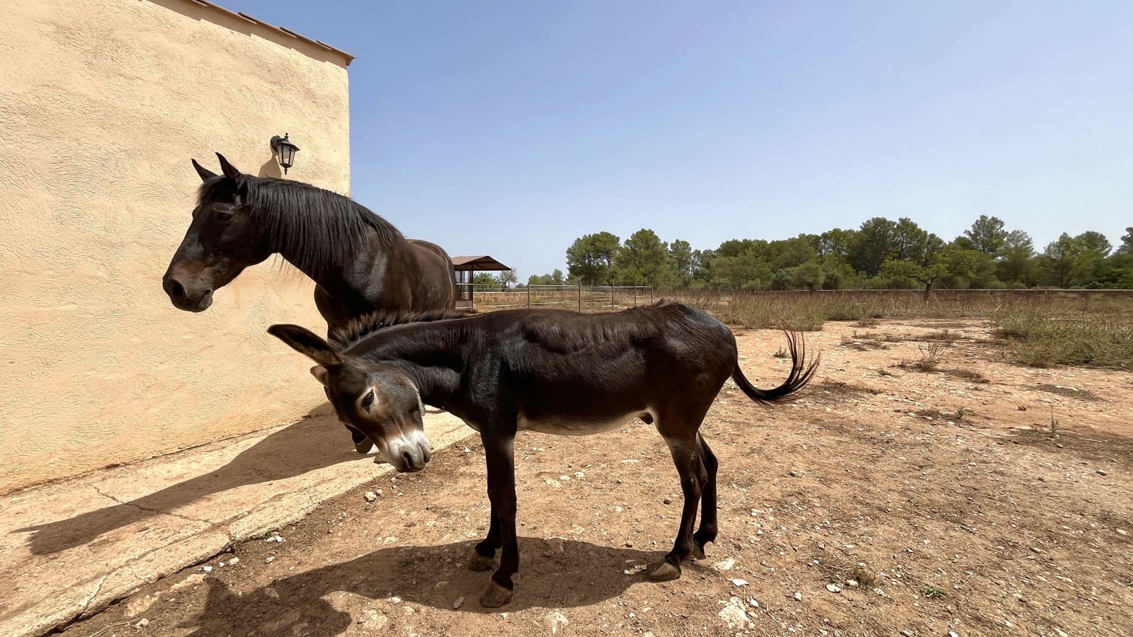 Villa/Maison Semi-Mitoyenne de 1 chambre à louer à Algaida avec piscine garage - 1 680 € (Ref: 8382051)