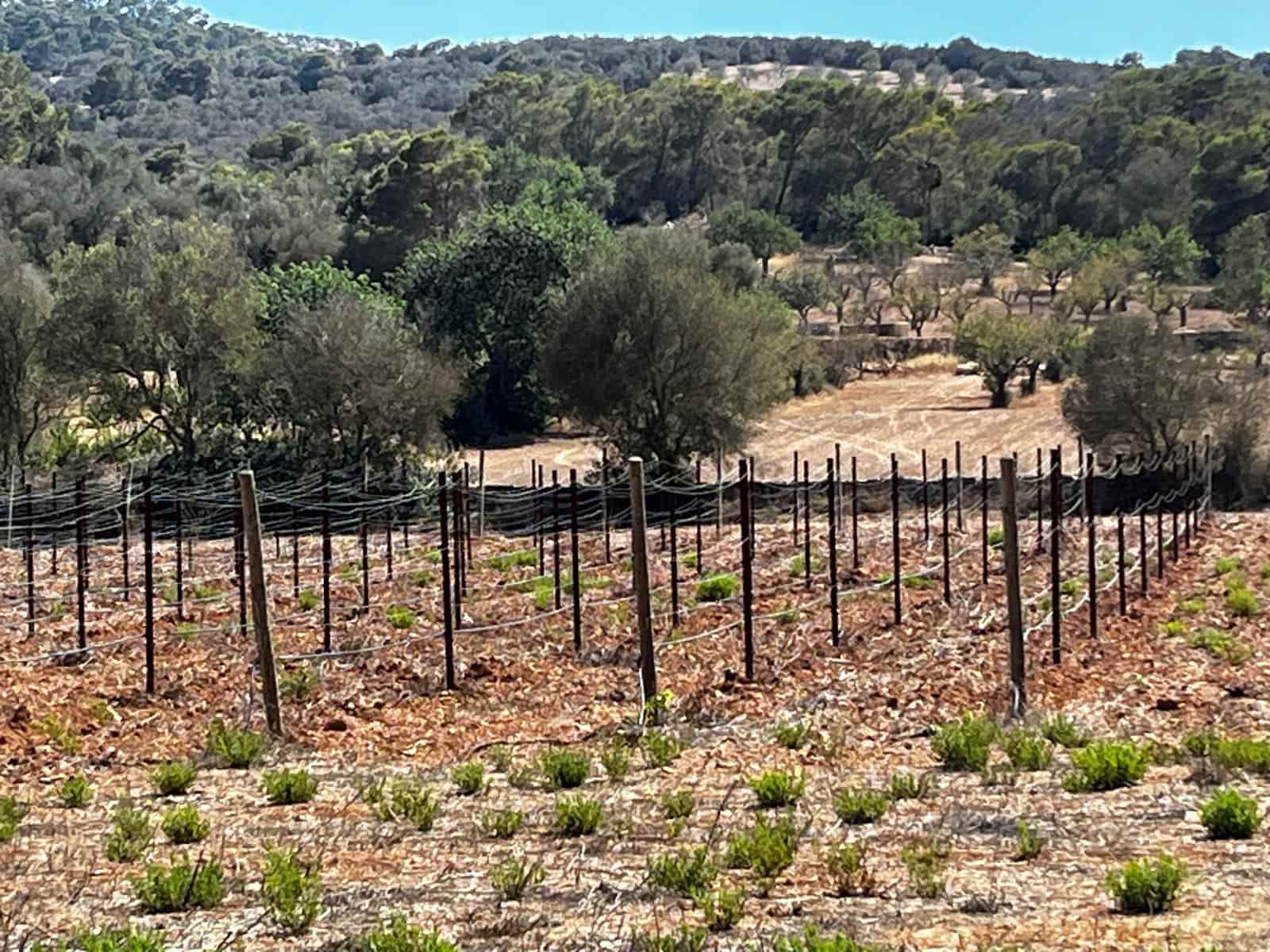 Byggegrund til salg i Cas Concos - € 1.500.000 (Ref: 8439816)