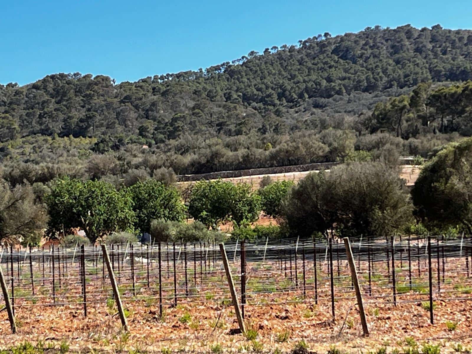 Byggegrund til salg i Cas Concos - € 1.500.000 (Ref: 8439816)