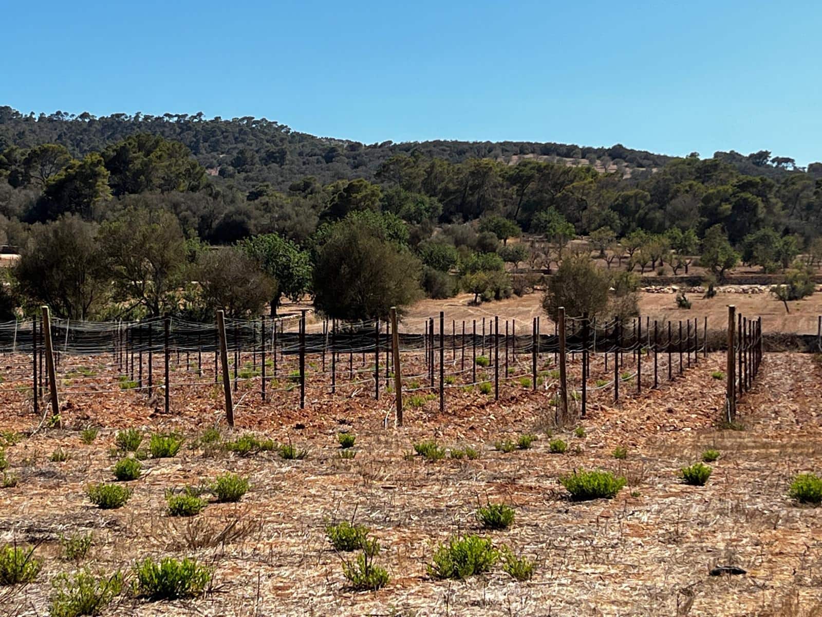 Byggegrund til salg i Cas Concos - € 1.500.000 (Ref: 8439816)