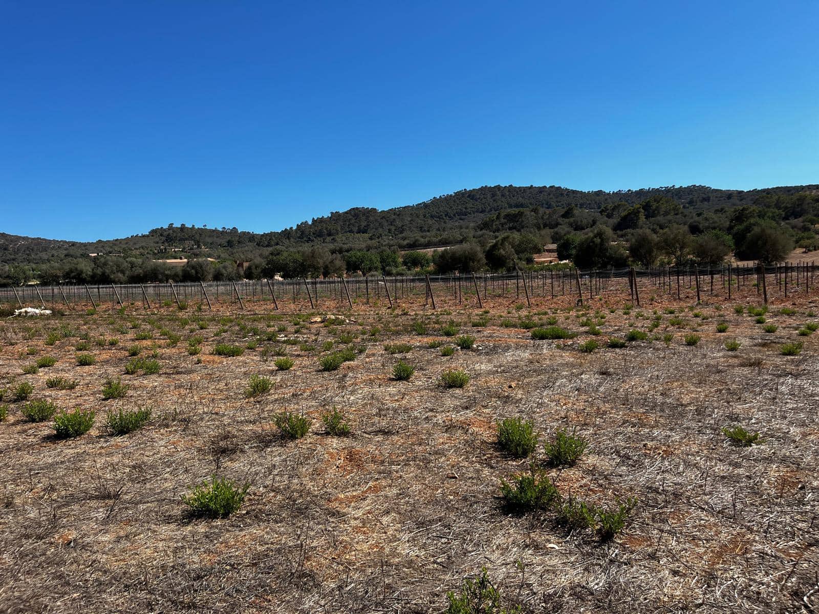 Byggegrund til salg i Cas Concos - € 1.500.000 (Ref: 8439816)