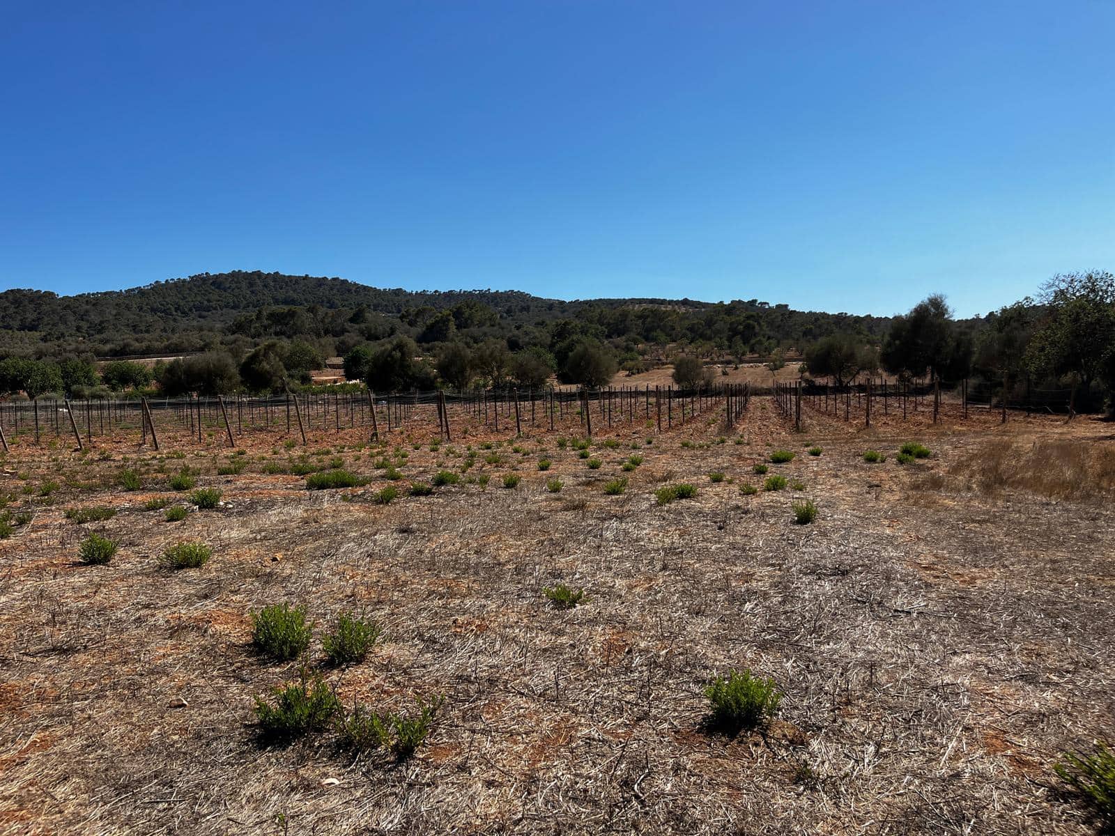 Byggegrund til salg i Cas Concos - € 1.500.000 (Ref: 8439816)