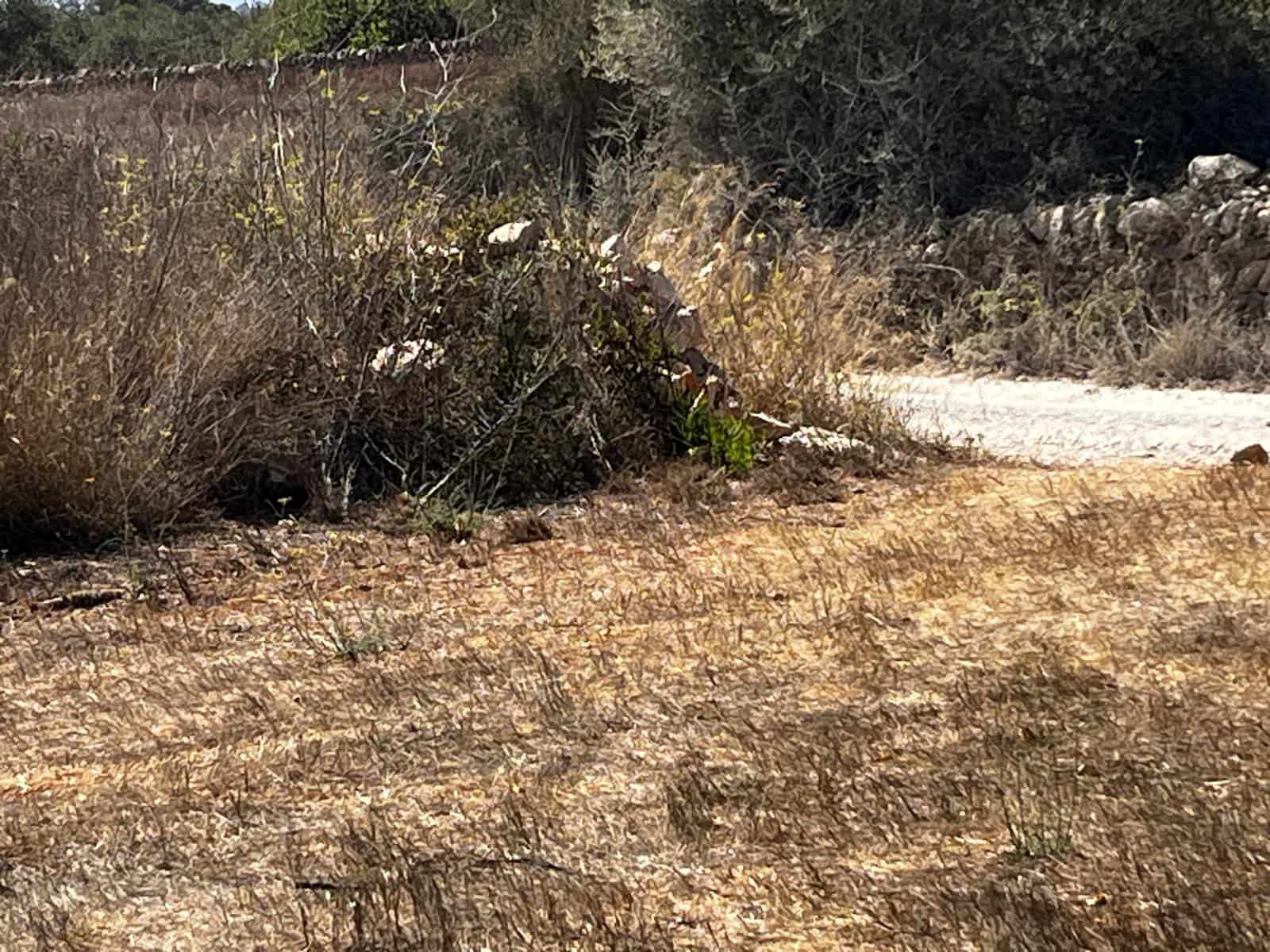 Byggegrund til salg i Cas Concos - € 1.500.000 (Ref: 8439816)