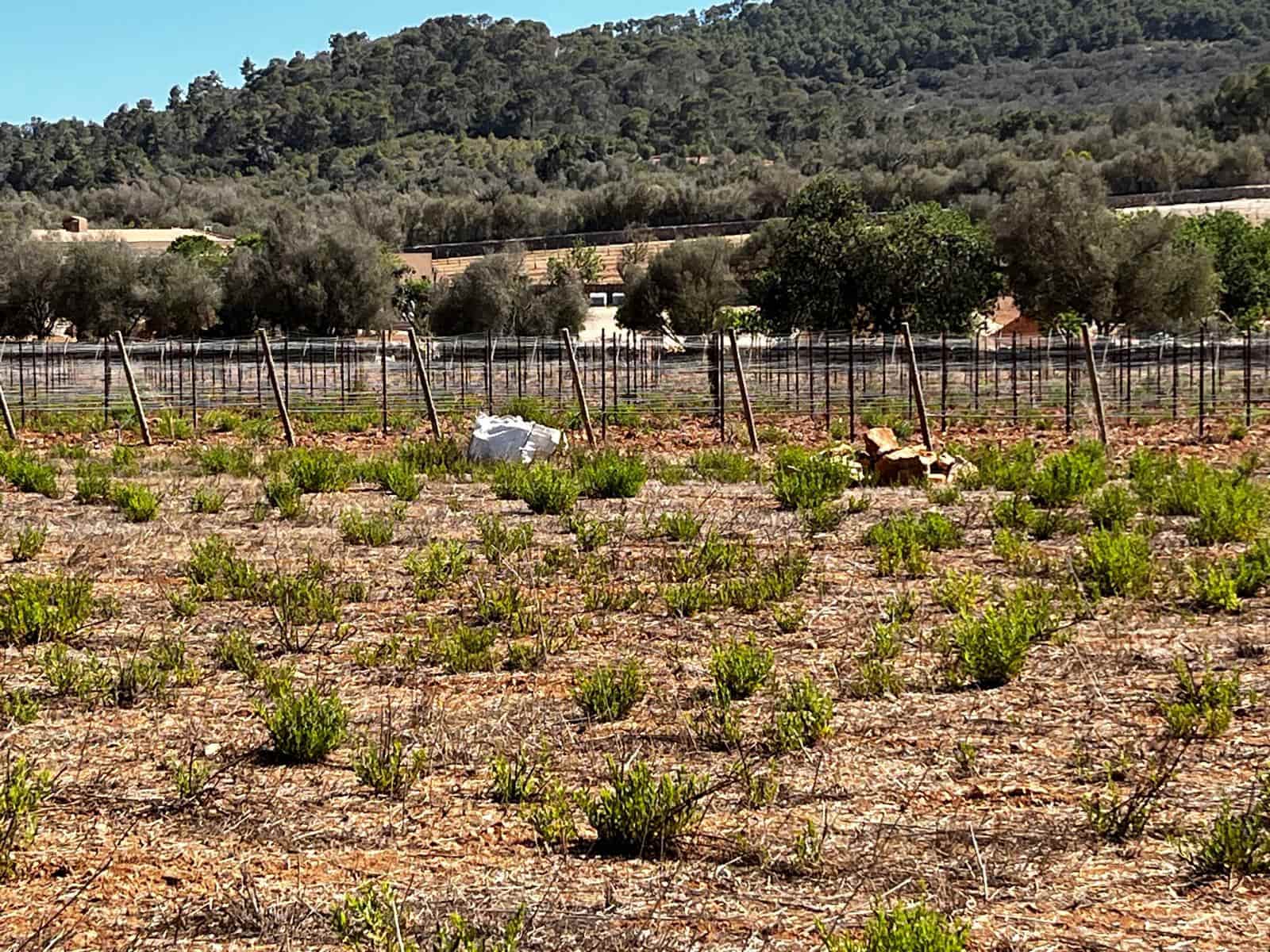 Byggegrund til salg i Cas Concos - € 1.500.000 (Ref: 8439816)